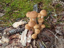 Слика од Armillaria borealis Marxm. & Korhonen 1982