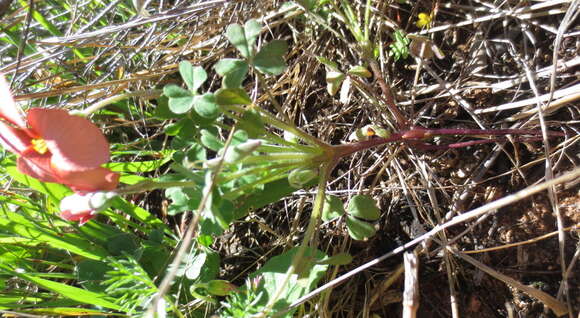 Image of Oxalis obtusa Jacq.