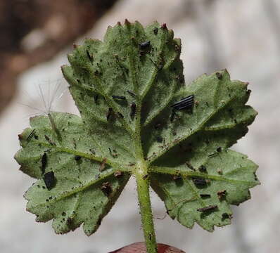 Image of Pelargonium elongatum (Cav.) Steud.