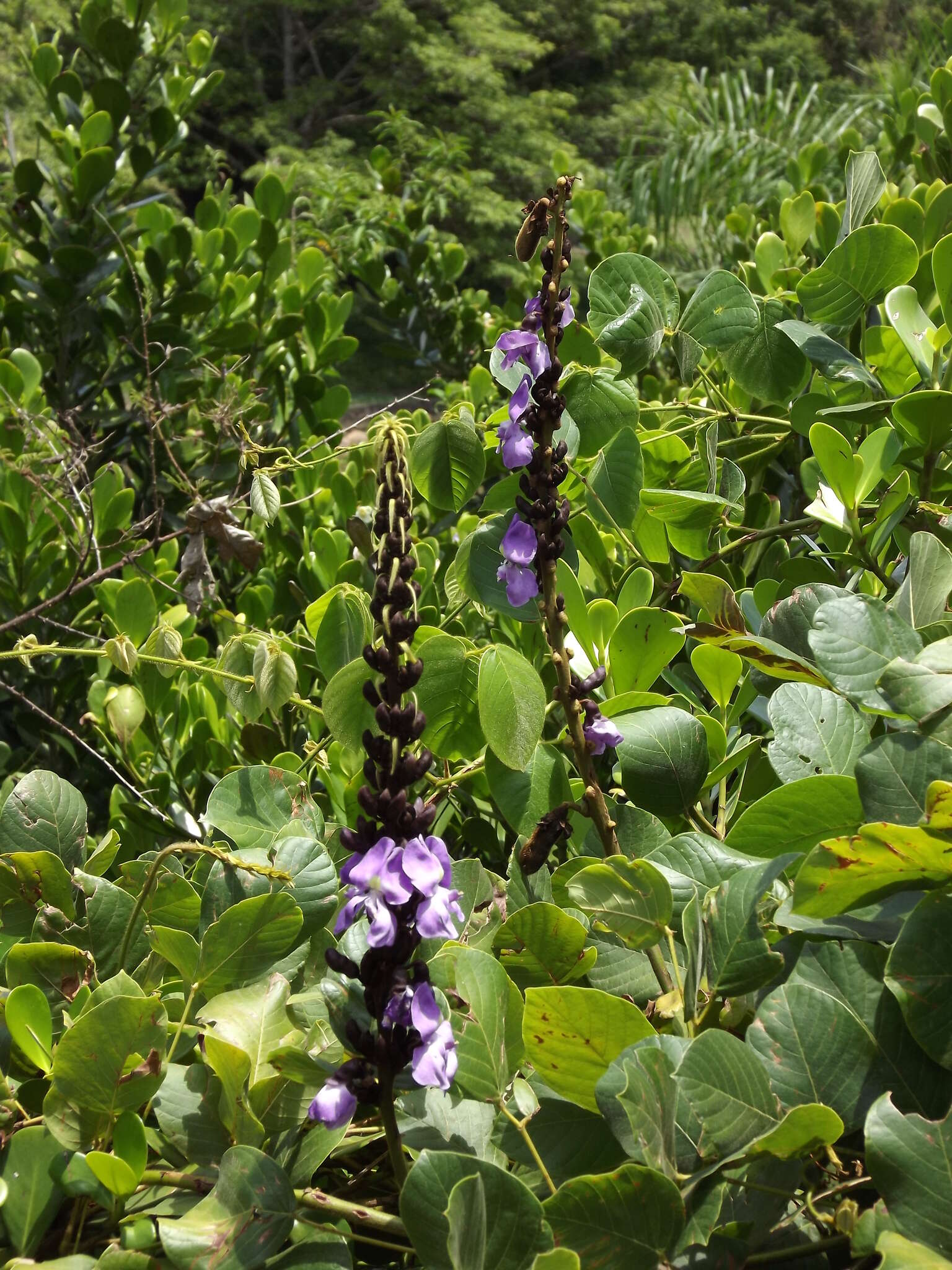 Image of Macropsychanthus violaceus