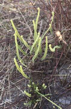 Image of Pteris platyzomopsis Christenh. & H. Schneid.