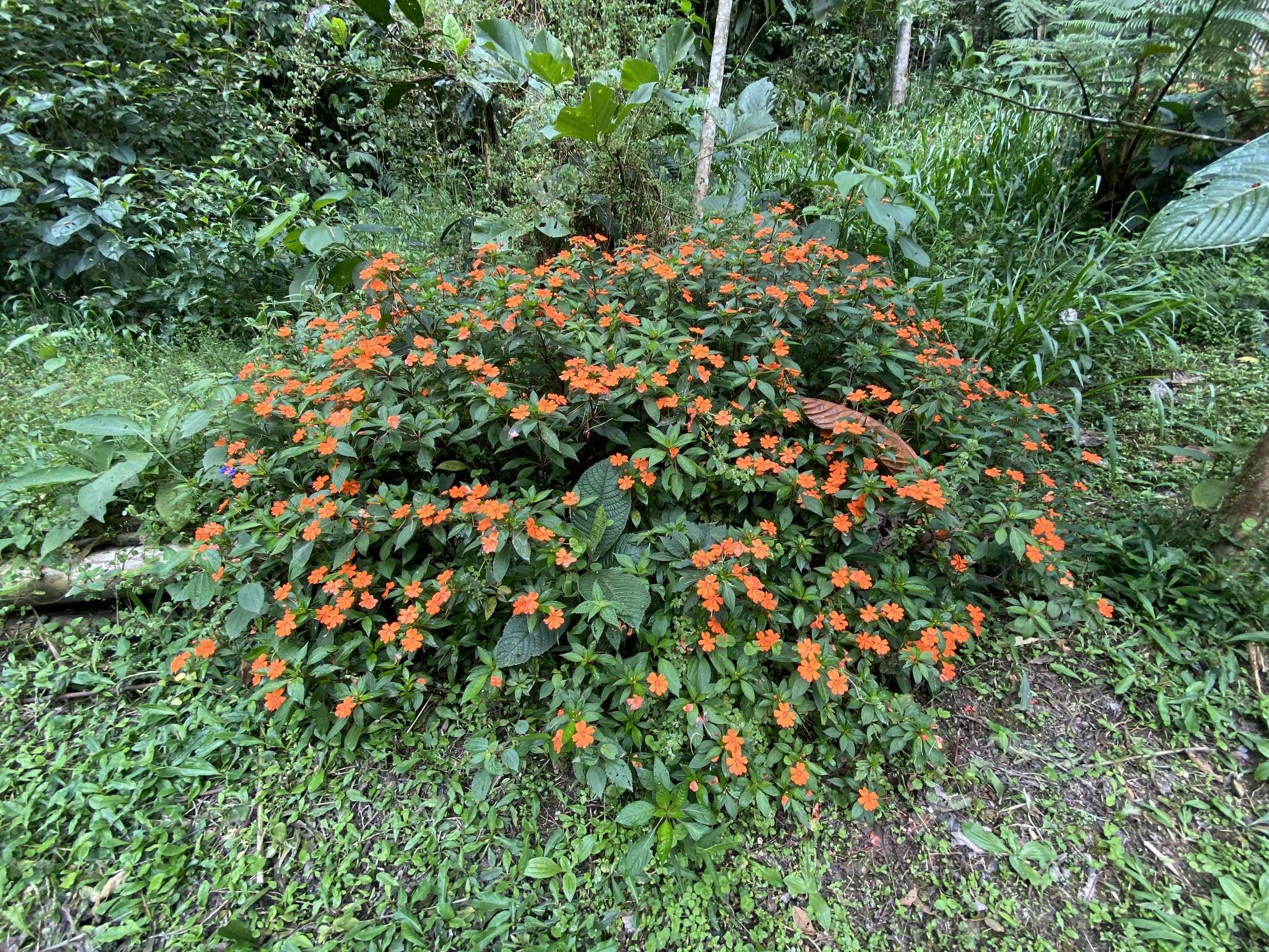 Image of Impatiens hawkeri W. Bull