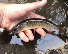 Sivun Esox americanus americanus kuva