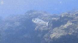 Image of Bulbnose Unicornfish