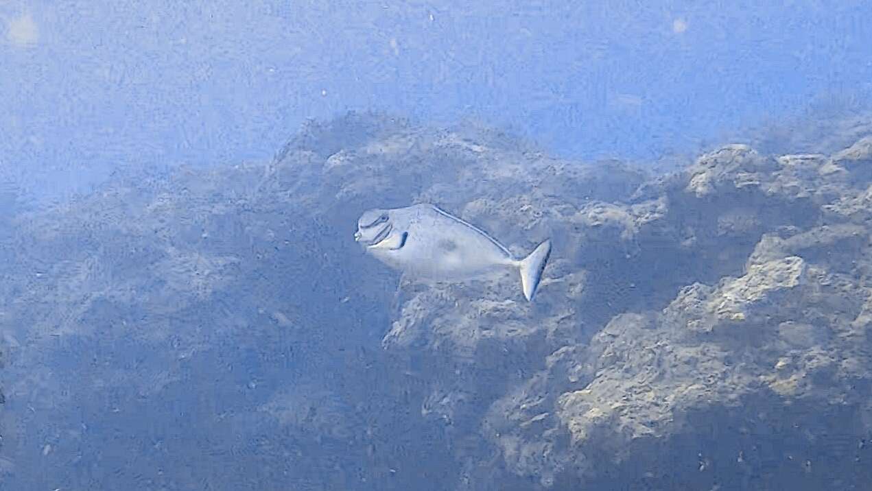 Image of Bulbnose Unicornfish