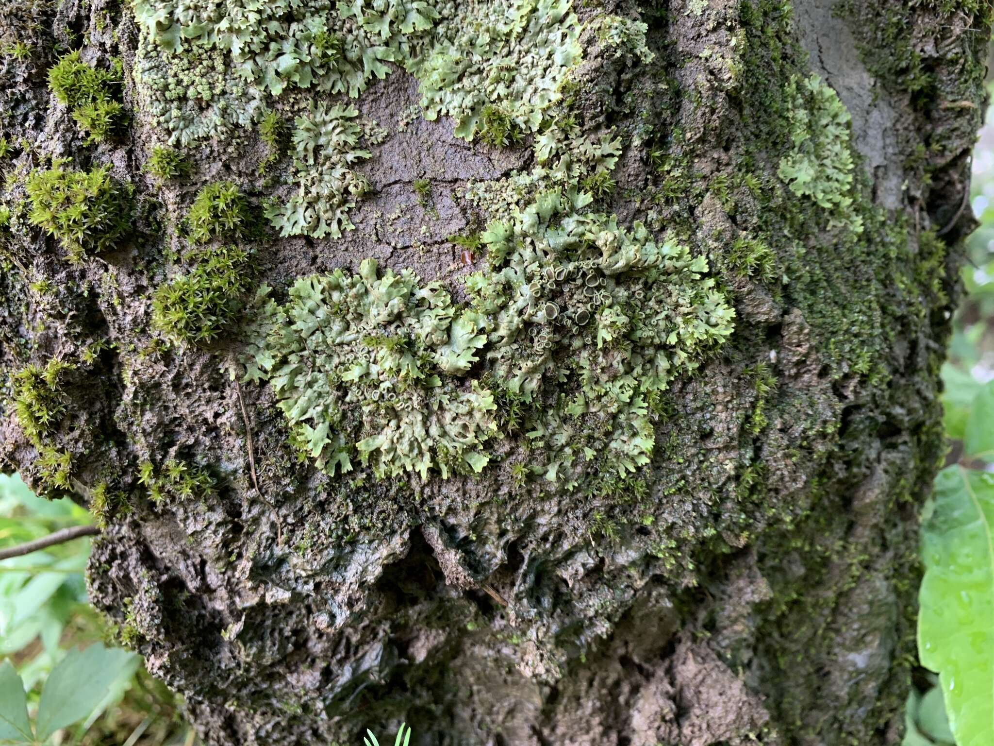 Image of wreath lichen