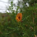 Salvia calolophos Epling resmi