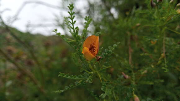 Image of Salvia calolophos Epling