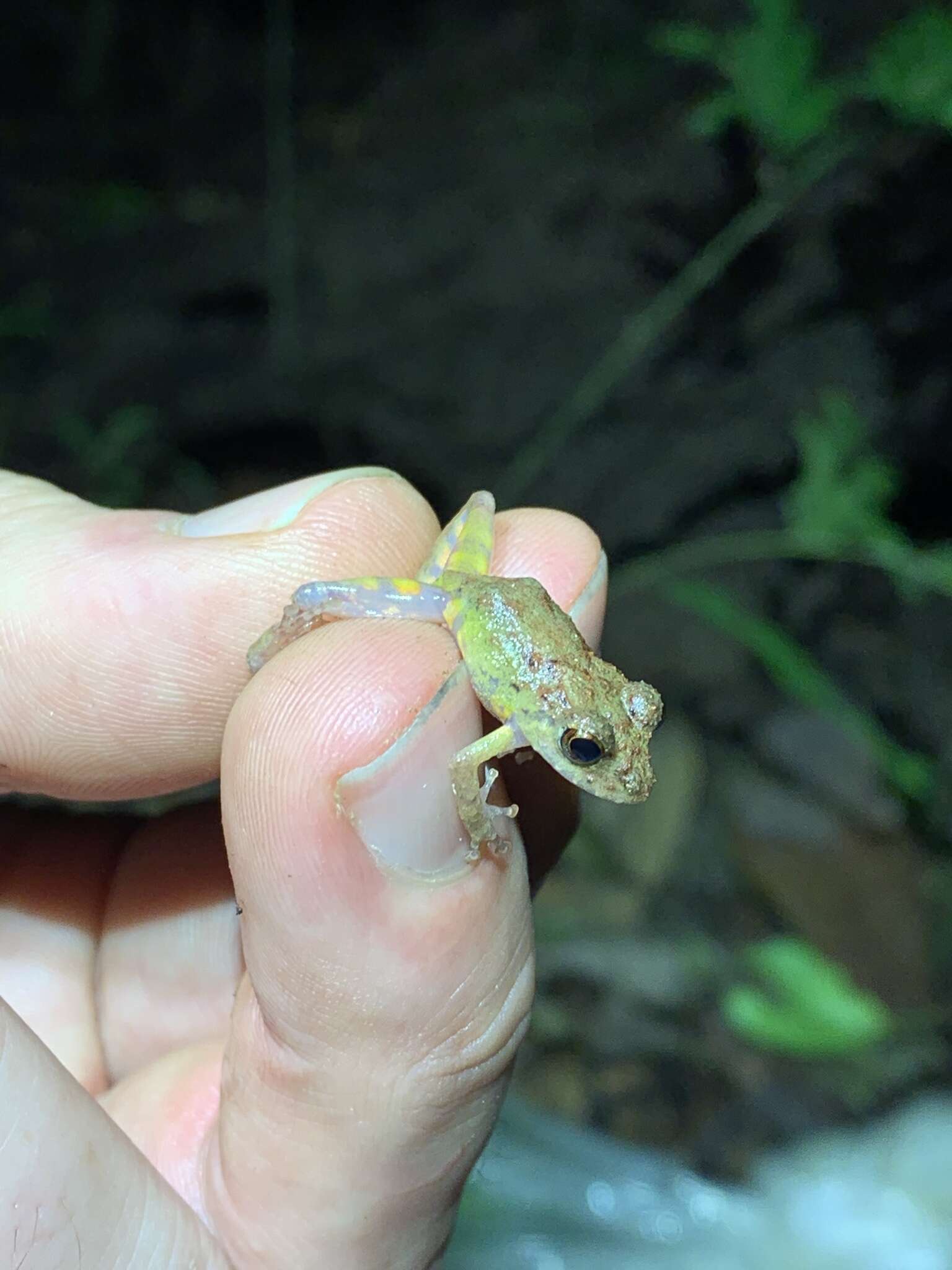 Image de Pristimantis diadematus (Jiménez de la Espada 1875)