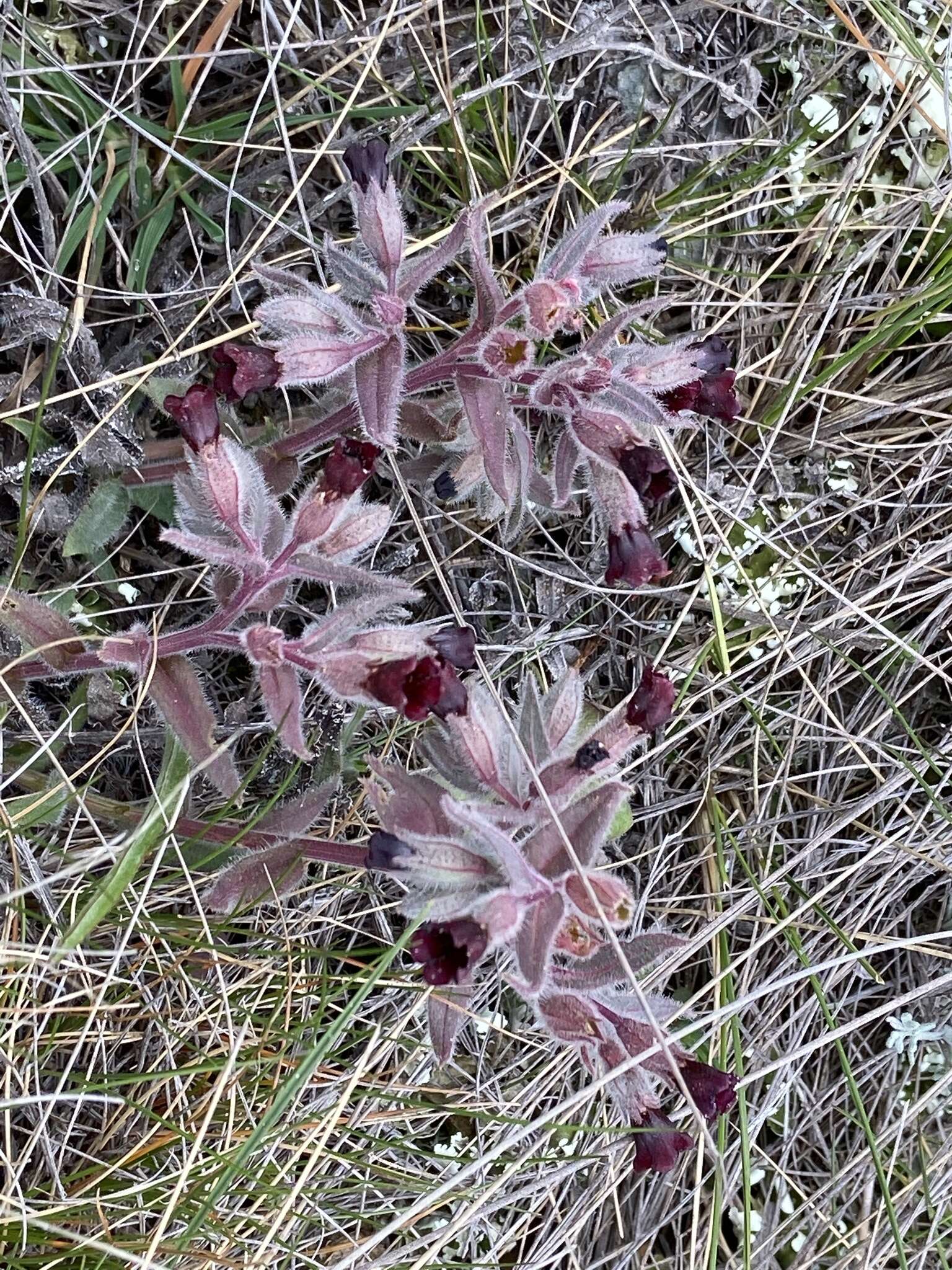 Image of Nonea taurica (Ledeb.) Ledeb.