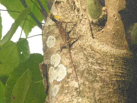 Image of Indian flying lizard