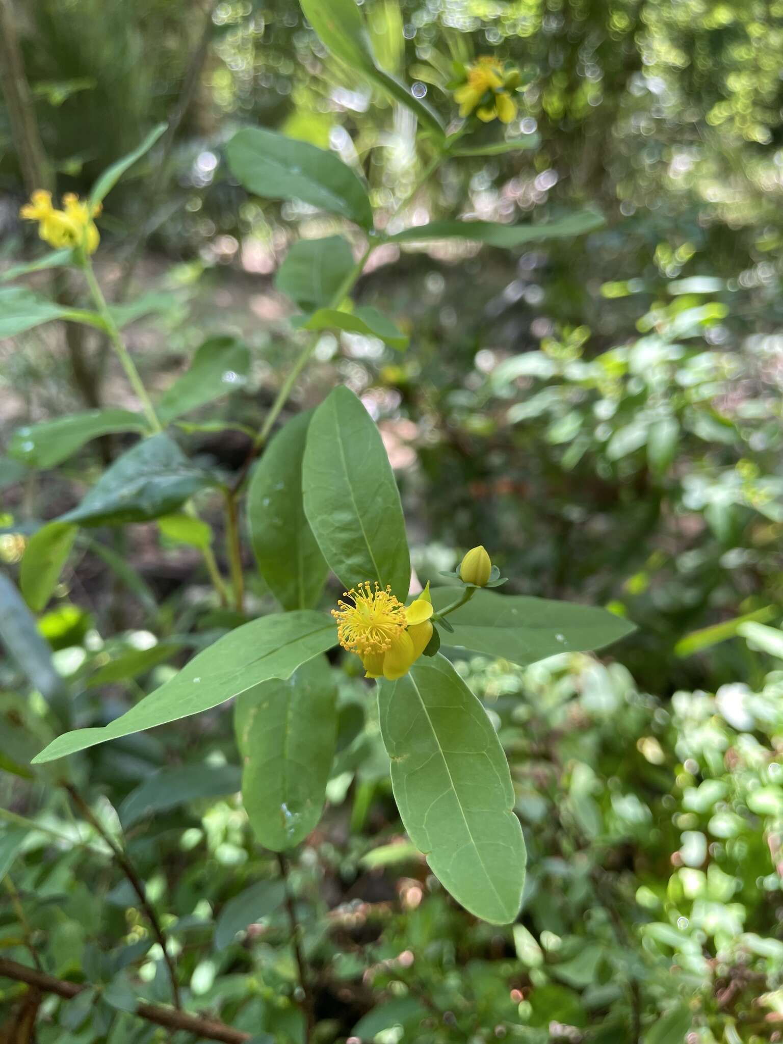 Sivun Hypericum apocynifolium Small kuva