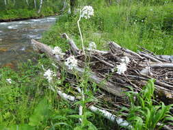 Слика од Hesperis sibirica L.