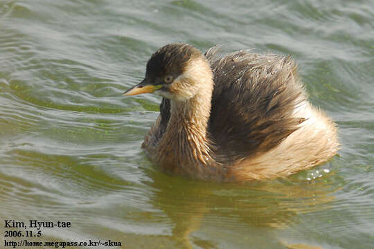 Image of Little Grebe