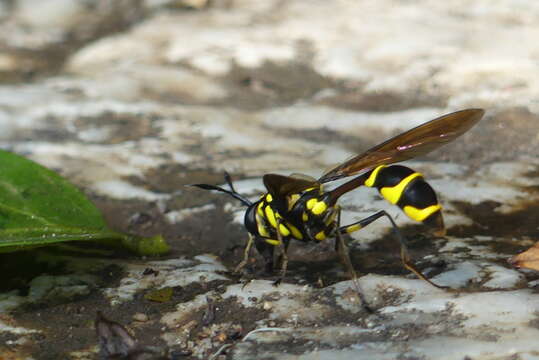 Image of Monoceromyia trinotata (Meijere 1904)