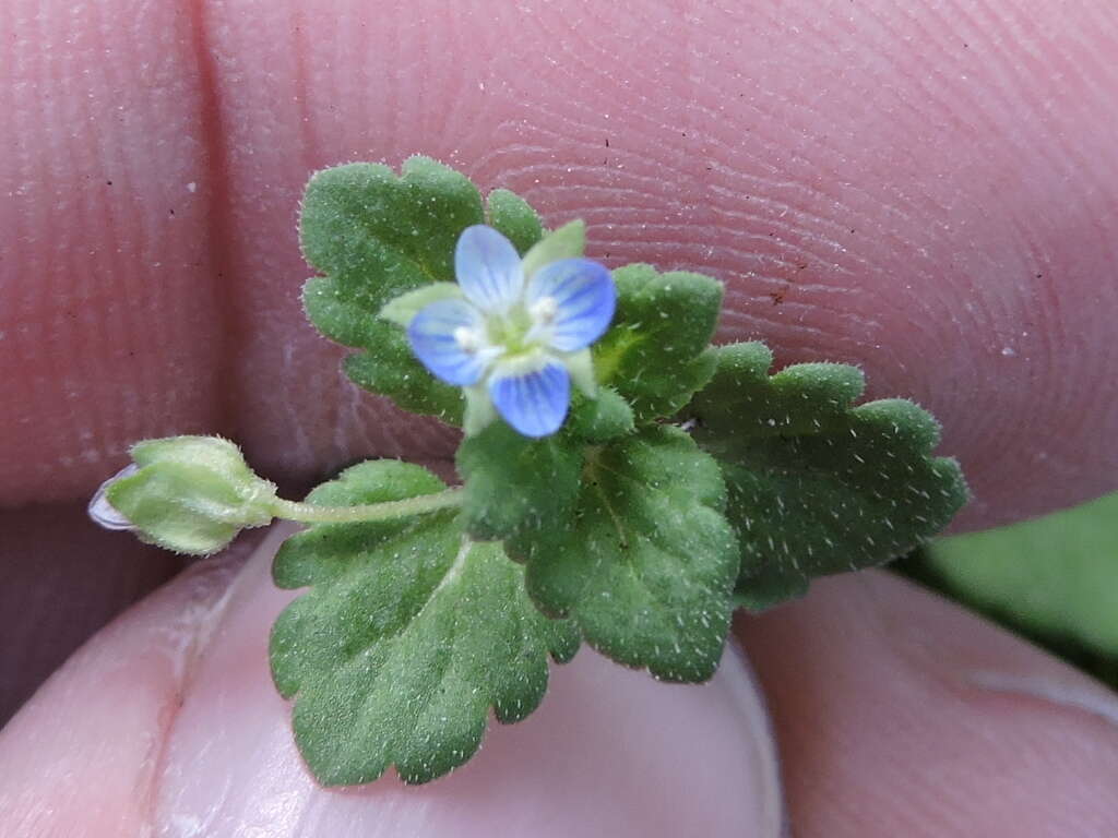 Image of Grey Field-speedwell