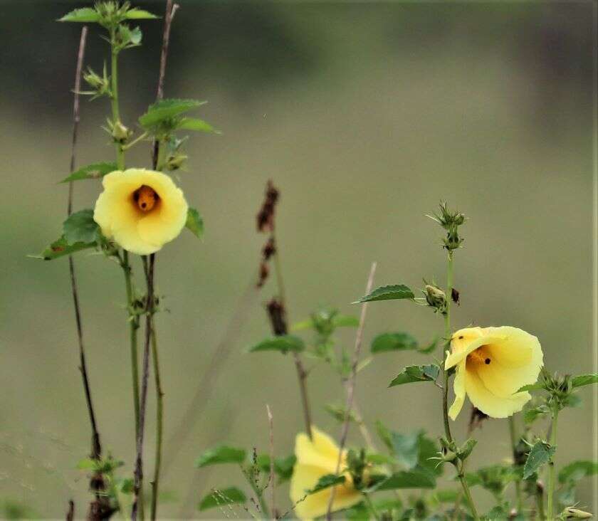 Image of Dongola hibiscus