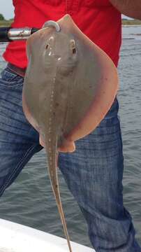 Image of Atlantic Stingray