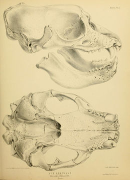 Image of <i>Morunga elephantina</i> (Molina 1782)