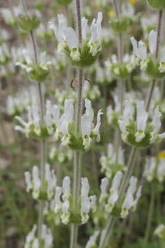 Imagem de Sideritis hirsuta L.