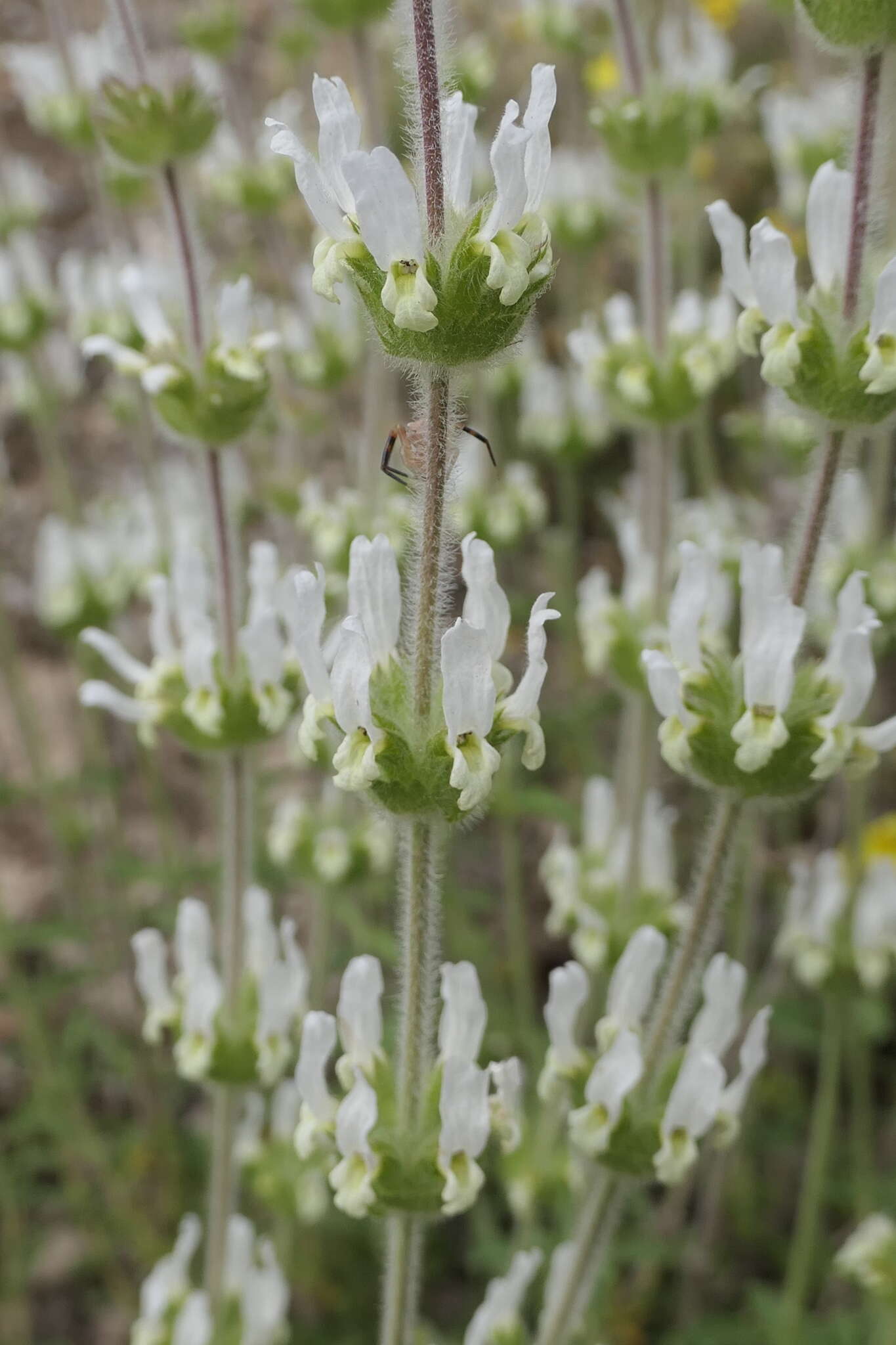 Image of Sideritis hirsuta L.