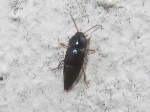 Image of Rove beetle