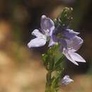 Image of Veronica leiocarpa Boiss.