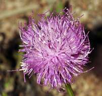 Image of Klasea flavescens subsp. mucronata (Desf.) P. Cantó & S. Rivas-Martínez