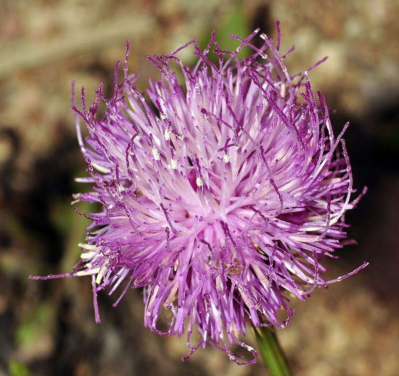 Image de Klasea flavescens subsp. mucronata (Desf.) P. Cantó & S. Rivas-Martínez