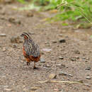 Image of Coturnix delegorguei delegorguei Delegorgue 1847