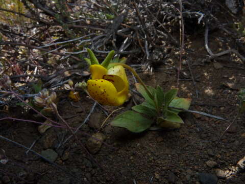 Image of Calceolaria polyrrhiza Cav.