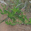 Image of Xysmalobium parviflorum Harv. ex Scott Elliott