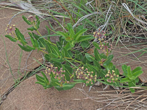 Image de Xysmalobium parviflorum Harv. ex Scott Elliott