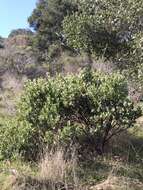 Imagem de Arctostaphylos crustacea subsp. crustacea