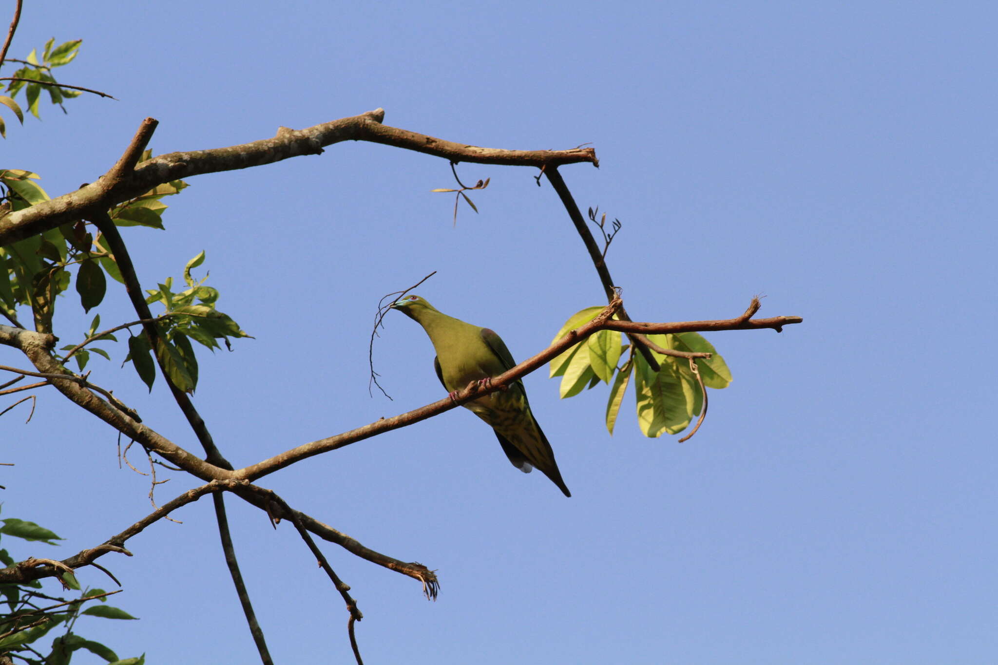 Image of Yellow-vented Green Pigeon