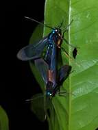 Image of Cosmosoma subflamma Walker 1854