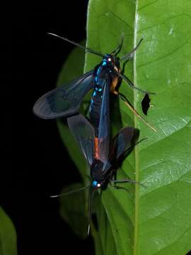 Image of Cosmosoma subflamma Walker 1854