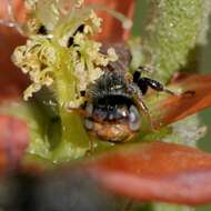 Macrotera latior (Cockerell 1896) resmi