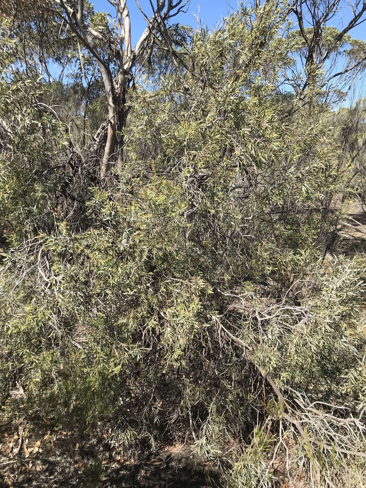 Image of Santalum murrayanum (T. Mitch.) C. Gardner