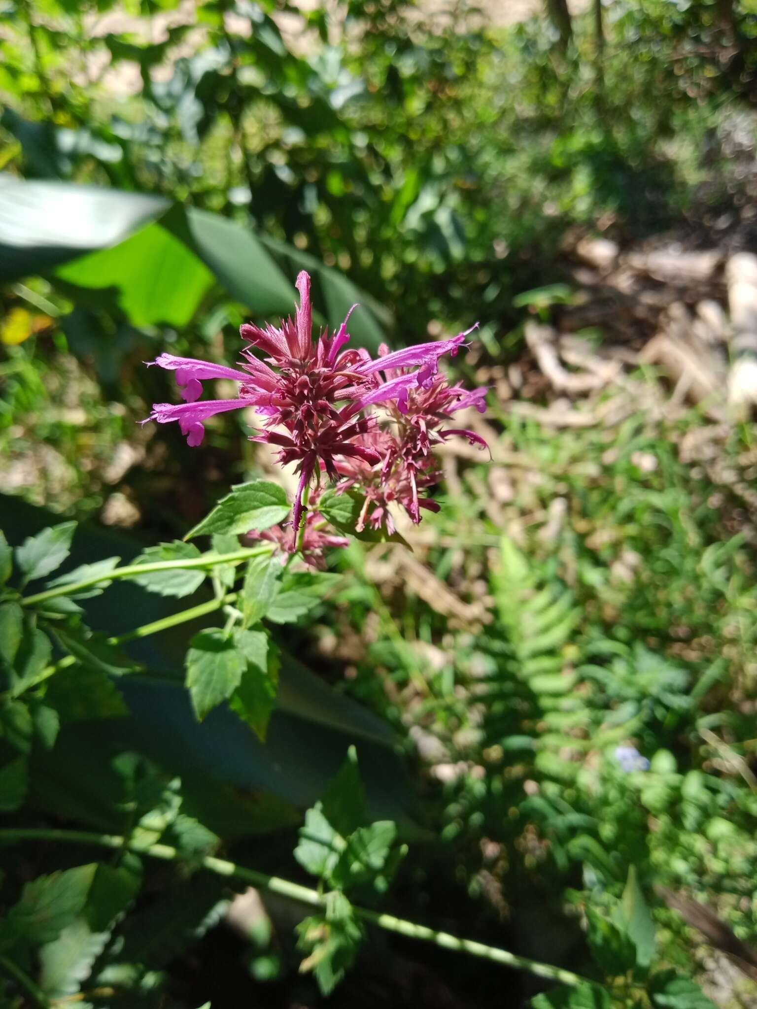 Image of Agastache mexicana (Kunth) Lint & Epling