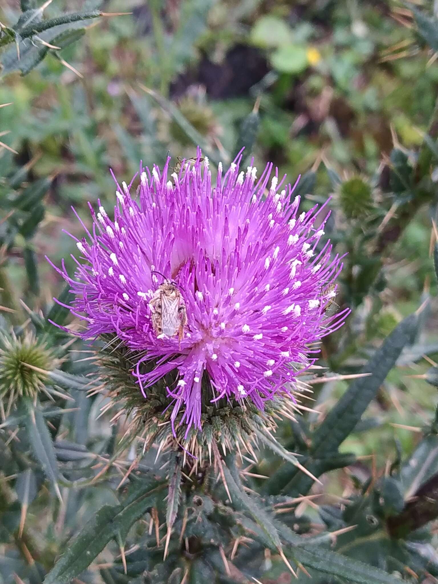 Слика од Cirsium ciliatum (Murray) Moench