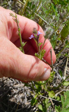 Image of fanleaf vervain