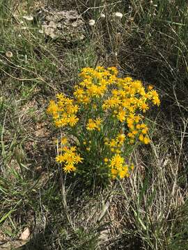 Image of threetooth ragwort