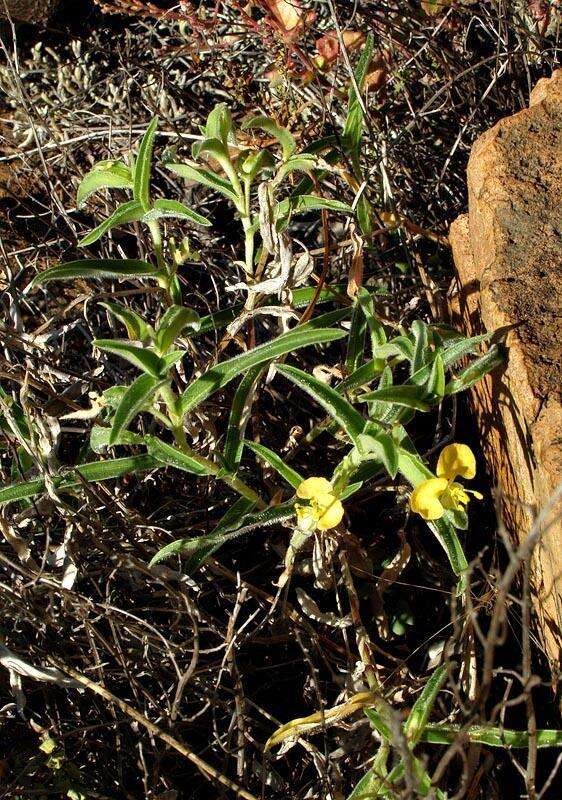 Image of Wandering jew