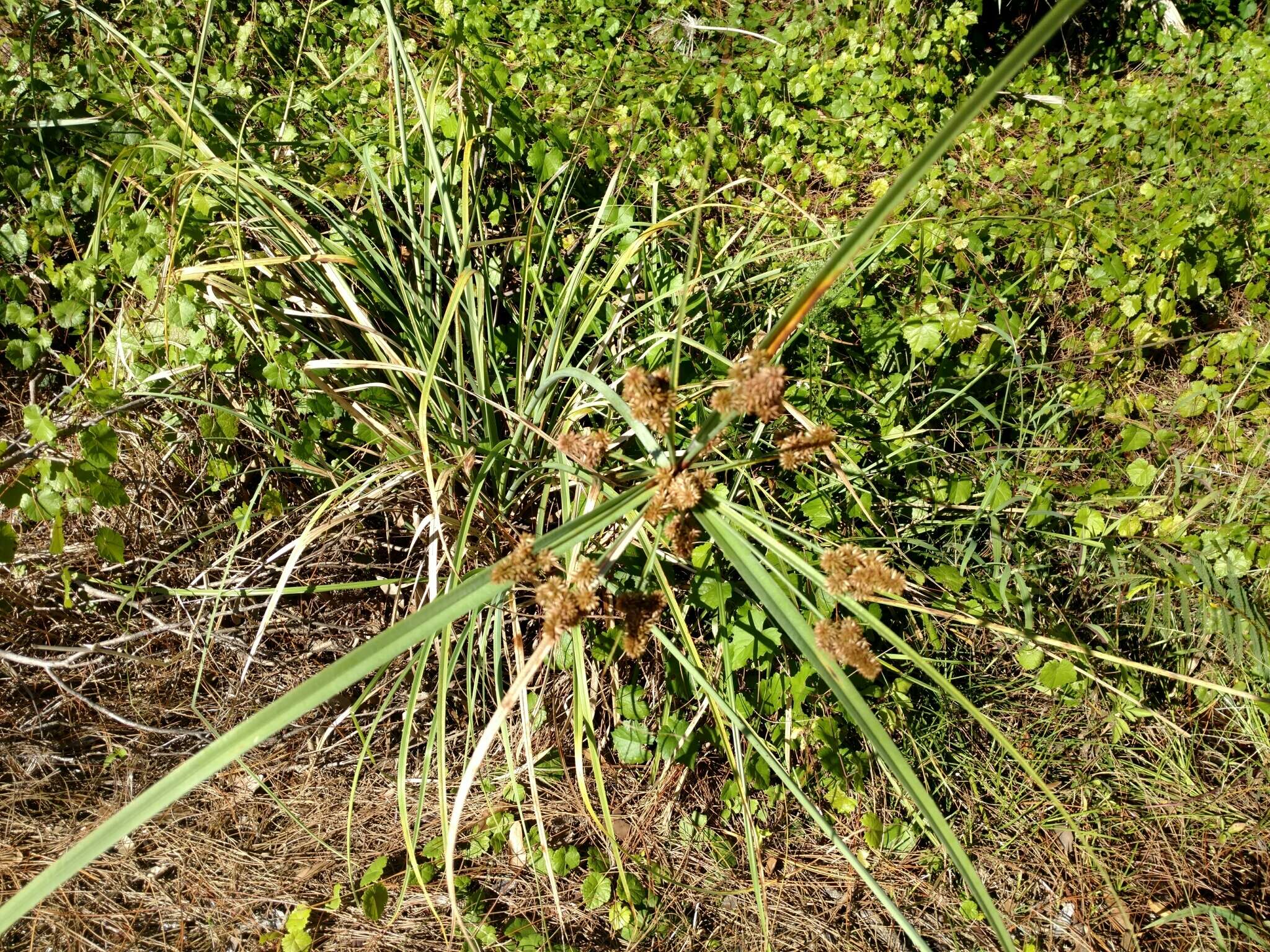 Image of Alabama swamp flatsedge