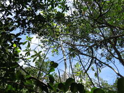 Image of Cuban Giant Anole