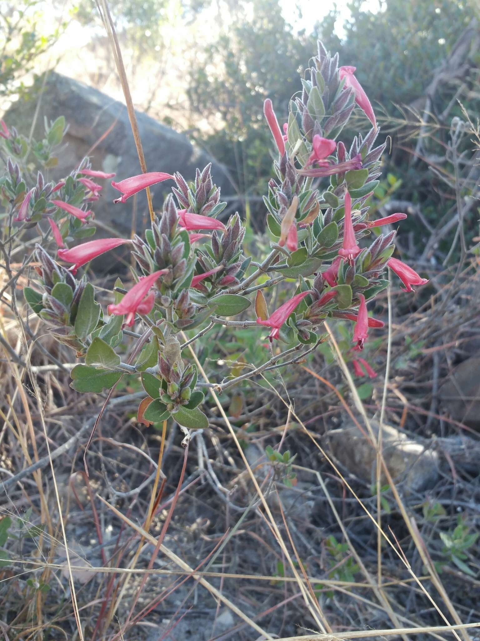 Слика од Hypoestes isalensis Benoist