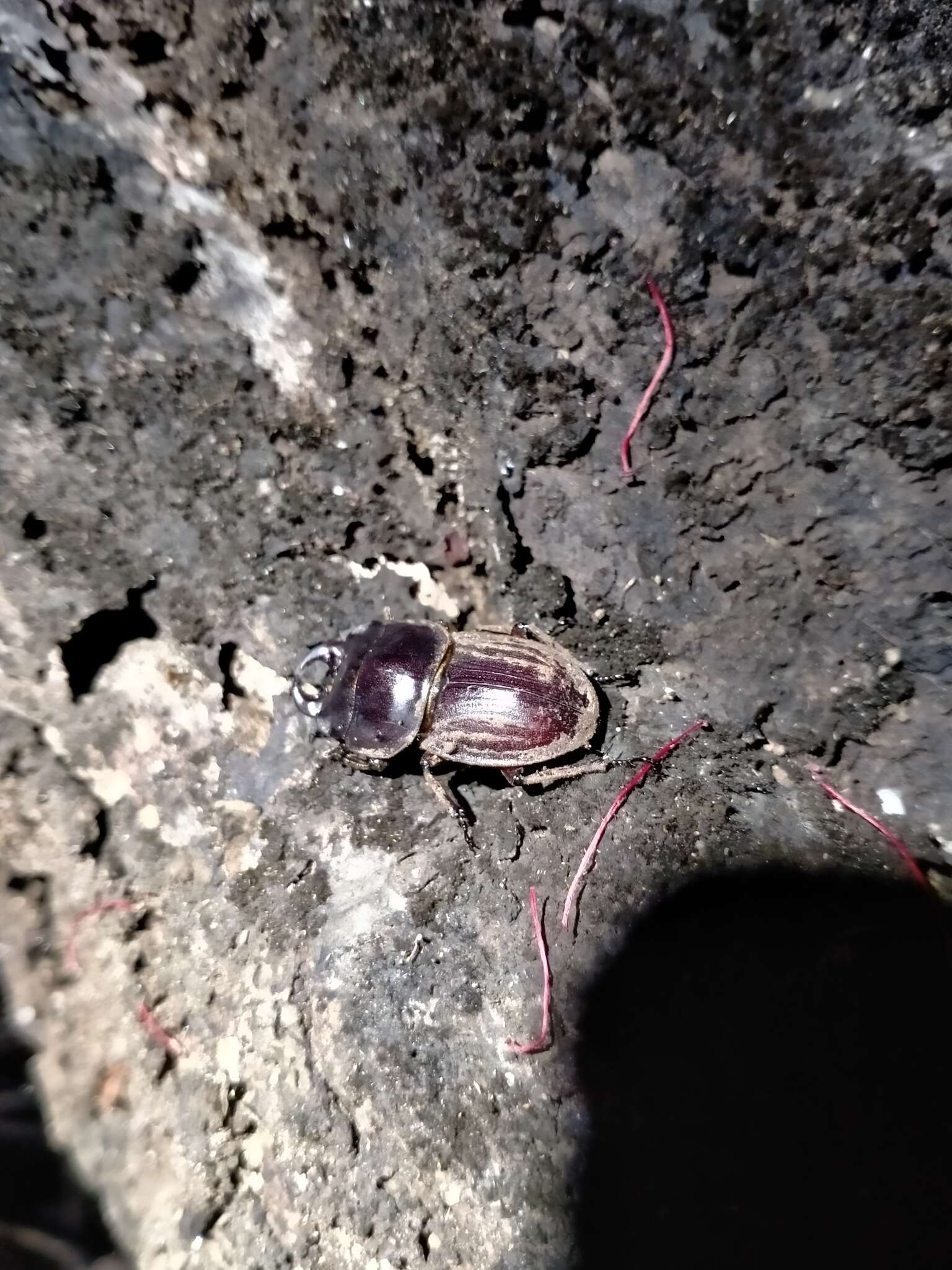 Image of Helms' stag beetle