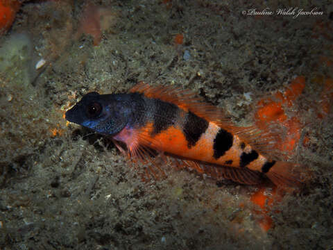 Image of Saddled Blenny