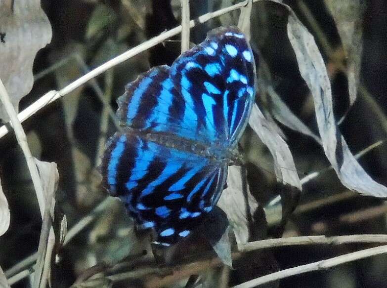 Image of Mexican Bluewing